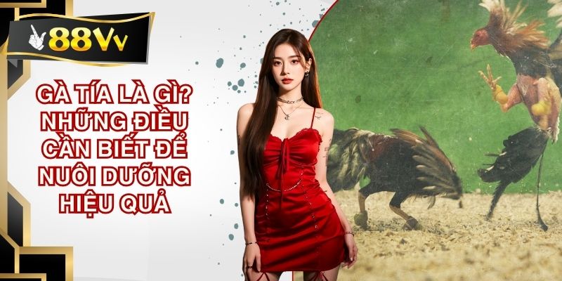 Gà tía là gì