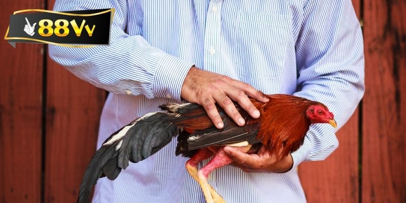 Thành viên cần cho gà rèn sức bền cơ bắp