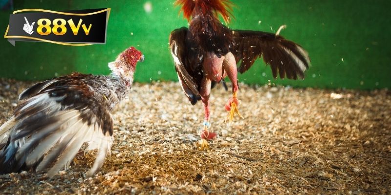 Tìm hiểu qua về gà tía là gì?